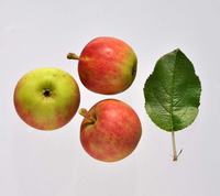 Elstar æbler med blad
